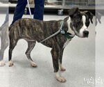 Small #1 Boxer Mix