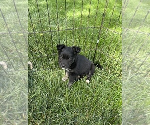 Border-Aussie Puppy for sale in PROSSER, WA, USA