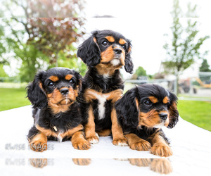 Cavalier King Charles Spaniel Puppy for sale in WAKARUSA, IN, USA