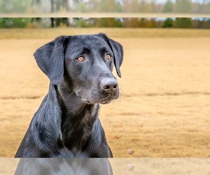 Father of the Labrador Retriever puppies born on 05/13/2025