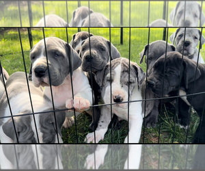 Great Dane Puppy for Sale in LEESBURG, Virginia USA