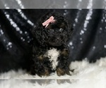Small #4 Goldendoodle (Miniature)