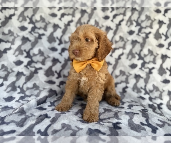 Medium Photo #8 Cock-A-Poo Puppy For Sale in LAKELAND, FL, USA