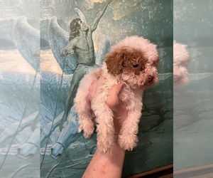 Maltipoo (Toy) Puppy for sale in VENETA, OR, USA