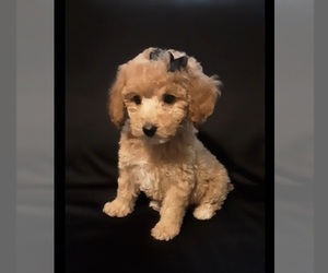 Poodle (Miniature) Puppy for sale in MANCHESTER, NH, USA