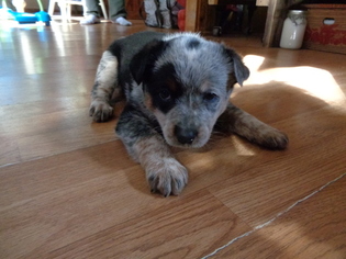 Australian Cattle Dog Puppy for sale in PRIEST RIVER, ID, USA