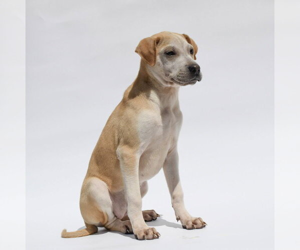 Medium Photo #2 Labrador Retriever-Unknown Mix Puppy For Sale in Lakewood, CO, USA
