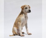 Small #1 Labrador Retriever Mix