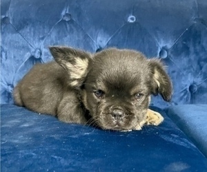 French Bulldog Puppy for sale in ATLANTA, GA, USA