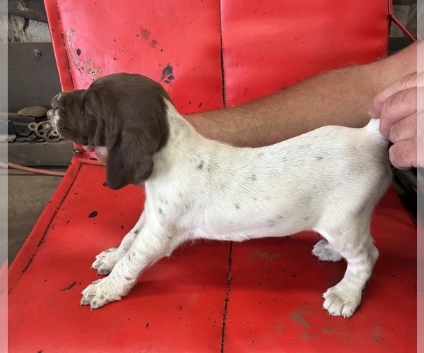 Medium Photo #6 German Shorthaired Pointer Puppy For Sale in ROCKFORD, IL, USA