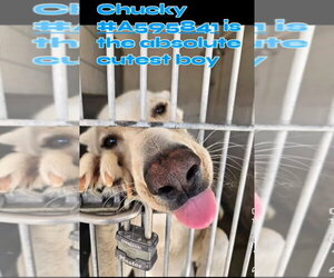 - Mix Dogs for adoption in Phoenix, AZ, USA