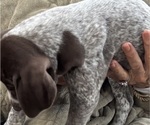 Puppy 10 Luna German Shorthaired Pointer-German Wirehaired Pointer Mix