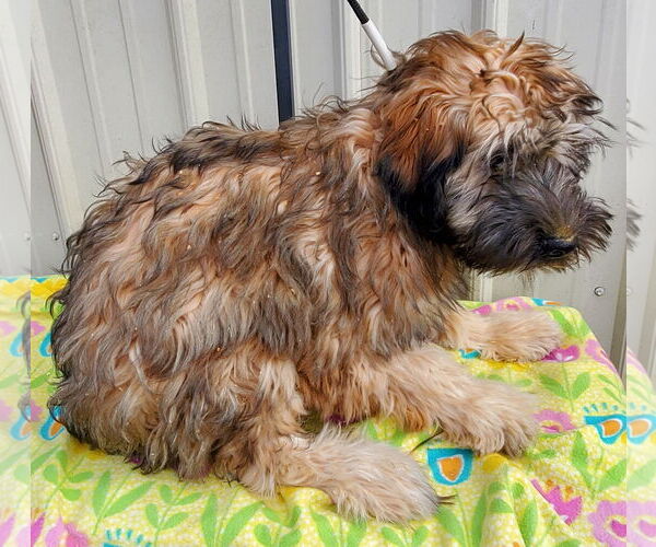 Medium Photo #1 Mutt Puppy For Sale in Mountain View, MO, USA