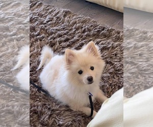 Pomeranian Puppy for sale in ARLINGTON, CA, USA