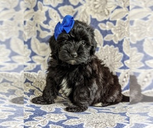 Havanese-Poodle (Toy) Mix Puppy for sale in CHRISTIANA, PA, USA