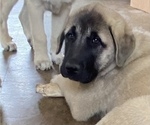Small Photo #2 Anatolian Shepherd Puppy For Sale in LITTLE MEADOWS, PA, USA