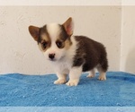 Small #7 Pembroke Welsh Corgi