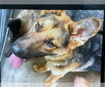Small German Shepherd Dog