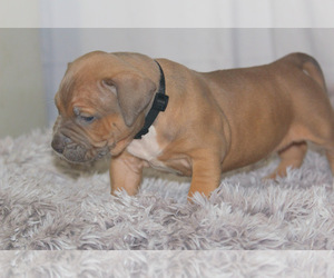 American Bully Puppy for sale in FORT LAUDERDALE, FL, USA