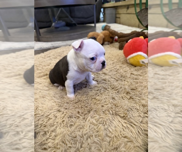 Medium Photo #3 Boston Terrier Puppy For Sale in FREDONIA, KS, USA