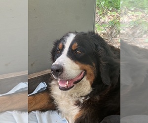 Mother of the Bernese Mountain Dog puppies born on 06/09/2025