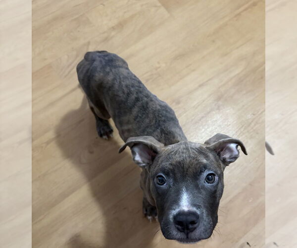 Medium Photo #3 American Pit Bull Terrier-American Staffordshire Terrier Mix Puppy For Sale in Wenonah, NJ, USA