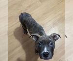 Small #2 American Pit Bull Terrier-American Staffordshire Terrier Mix
