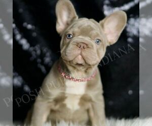 Medium French Bulldog