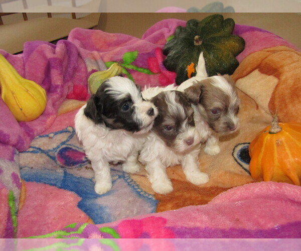 Medium Photo #4 Havanese Puppy For Sale in SPENCERVILLE, IN, USA