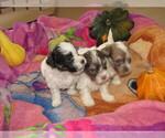 Small Photo #4 Havanese Puppy For Sale in SPENCERVILLE, IN, USA