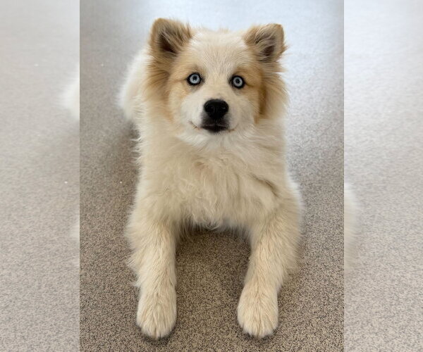 Medium Photo #2 Pomsky Puppy For Sale in Jefferson, WI, USA
