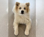 Small #1 Pomsky