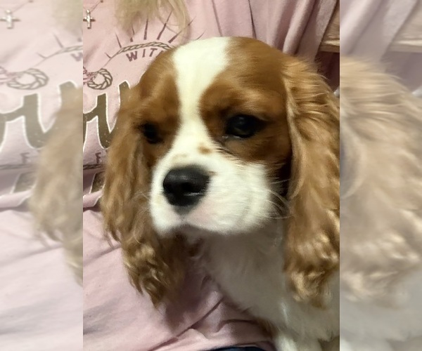Medium Photo #5 Cavalier King Charles Spaniel Puppy For Sale in ABILENE, TX, USA