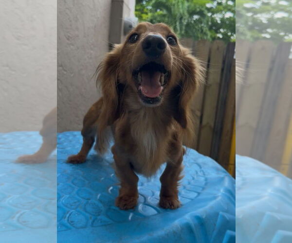 Medium Photo #5 Dachshund Puppy For Sale in Fruitland, SC, USA