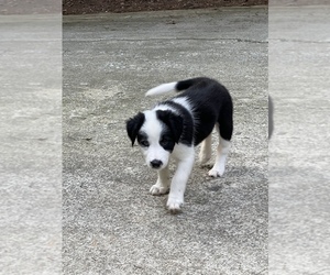 Border Collie Puppy for sale in GAINESVILLE, GA, USA