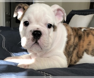 English Bulldog Puppy for sale in FORT WORTH, TX, USA