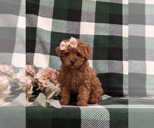Poodle (Toy) Puppy for sale in PARADISE, PA, USA