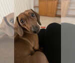 Small #2 Dachshund