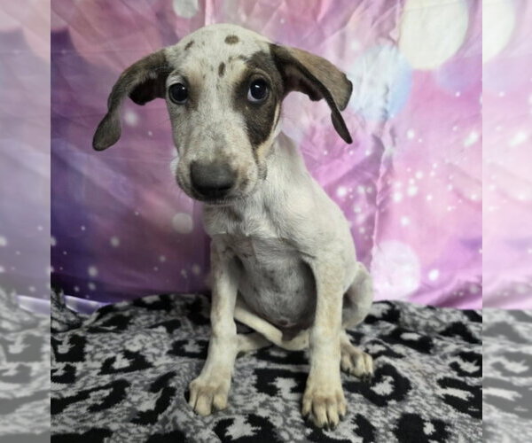 Medium Photo #2 Doberman Pinscher-Pointer Mix Puppy For Sale in Lakewood, CO, USA
