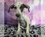 Small #1 Doberman Pinscher-Pointer Mix