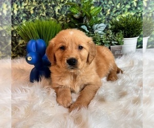 Golden Retriever Dog for Adoption in INDIANAPOLIS, Indiana USA