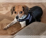 Small #1 Beagle Mix