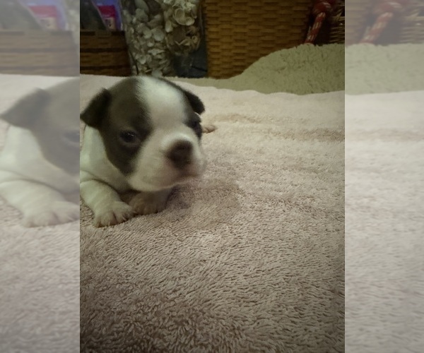 Medium Photo #9 Boston Terrier Puppy For Sale in FREDONIA, KS, USA