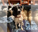 Small Photo #2 Boston Terrier-Unknown Mix Puppy For Sale in Rockaway, NJ, USA