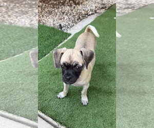 Waffles - Female Puggle Dog for Adoption - Photo #2