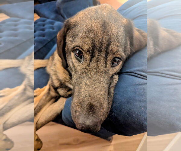 Medium Photo #5 Anatolian Shepherd-Unknown Mix Puppy For Sale in Higley, AZ, USA