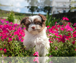 Puppy Isabelle Havanese