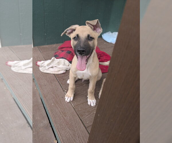 Medium Photo #2 German Shepherd Dog-Unknown Mix Puppy For Sale in The Woodlands, TX, USA