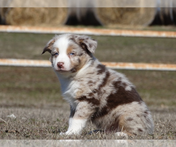 Full screen Photo #2 Australian Shepherd Puppy For Sale in OZARK, AR, USA