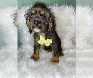 Cocker Spaniel Puppy for sale in BEECH GROVE, IN, USA